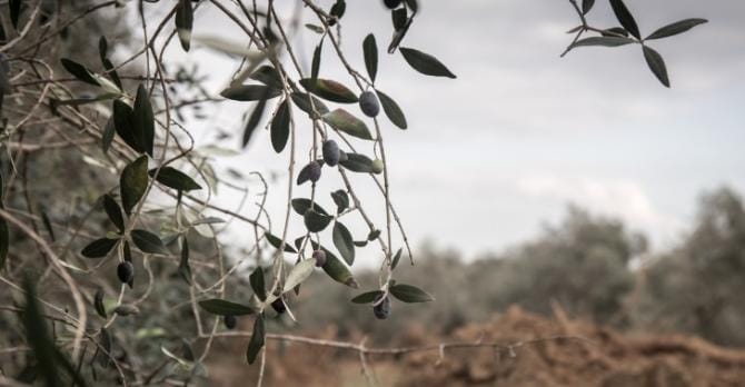 Arriva il cruscotto: online i dati sul contrasto della xylella