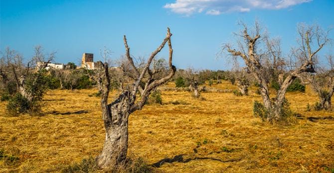 Promessa di guarigione degli alberi, Amati:  «Non ci sono prodotti in commercio che curano le fitopatologie»