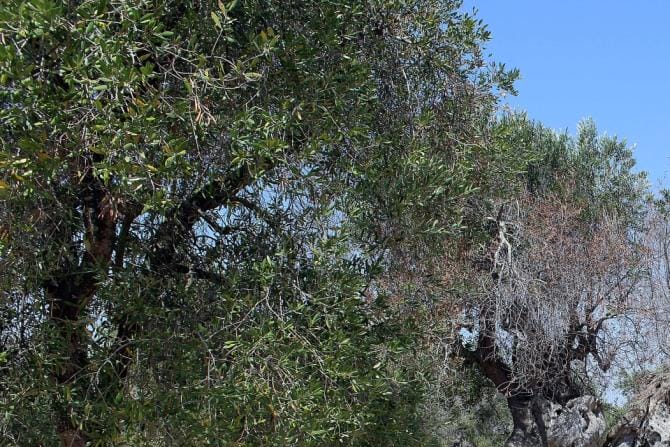 “Tempesta perfetta” sull’olivicoltura pugliese