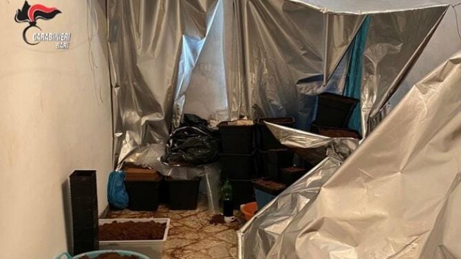 Aveva allestito una serra per coltivare marijuana in casa: arrestato 48enne