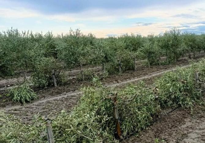 Ostuni, atto intimidatorio contro imprenditore agricolo: tagliati oltre 200 ulivi di poco più di 1 anno