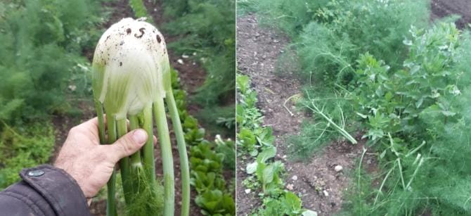 Bari, rubano 500 chili di ortaggi coltivati a Japigia Bari, rubano 500 chili di ortaggi coltivati a Japigia