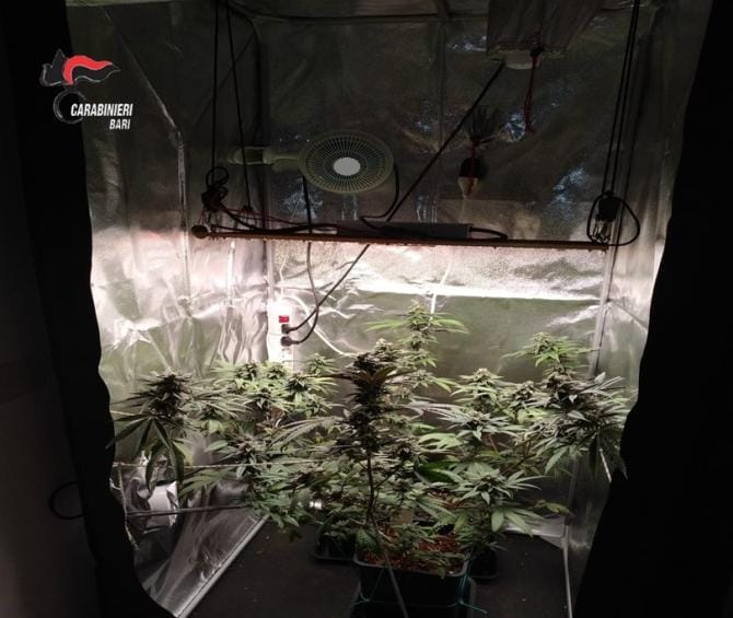 Coltivava cannabis in una serra nel ripostiglio di casa, arrestato 26enne di Triggiano Coltivava cannabis in una serra nel ripostiglio di casa, arrestato 26enne di Triggiano