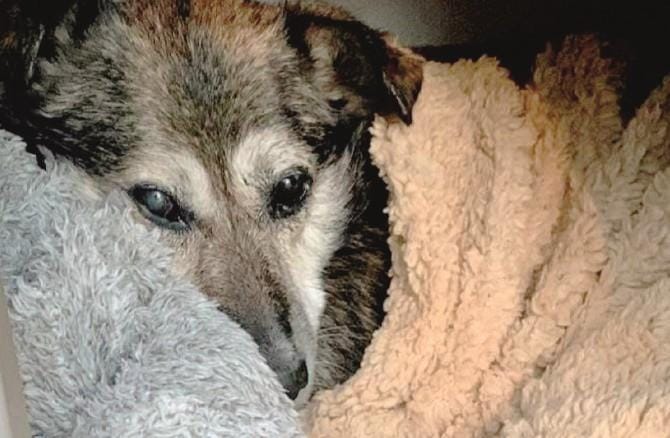 Canosa. Ecco Lucky, il “guardiano” della parrocchia. Gli rubano la cuccia e i fedeli la ricomprano