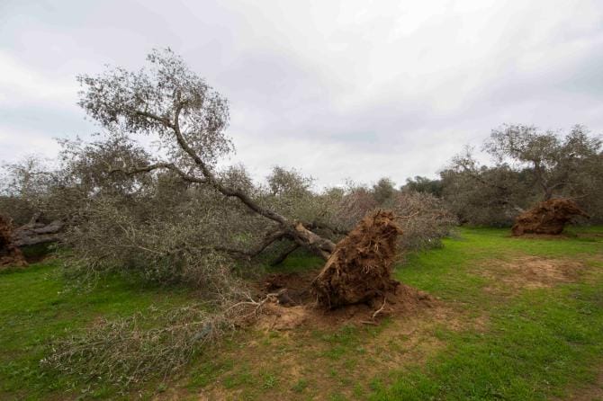 Puglia, contributi dalla regione per ogni albero abbattuto a causa della Xylella