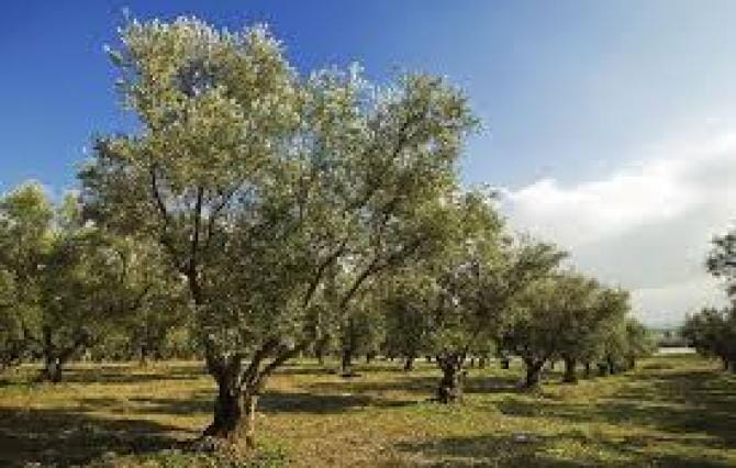 Xylella: agro di Canosa dichiarato indenne