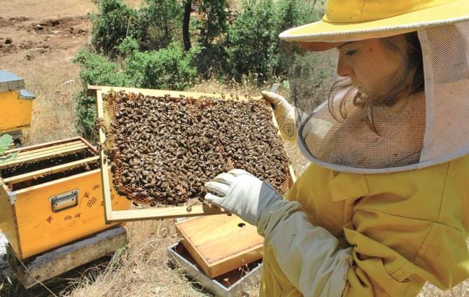 Vicky, la “Regina della Murgia” e il suo amore per le api e la natura