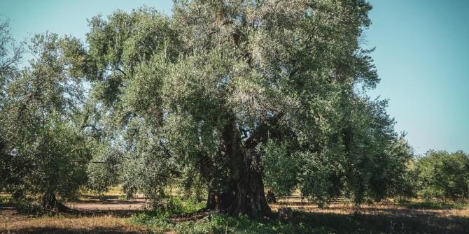 Campagna olivicola, Coldiretti Basilicata: «Calo dell’80% della produzione locale»