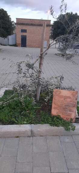 Manfredonia, sfregiato l’ulivo in ricordo di Angelo Vassallo