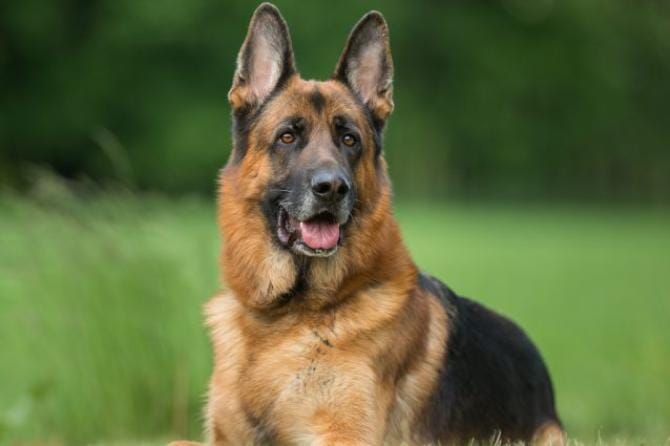 Barletta, ruba un cane e chiede il riscatto. In manette per estorsione un 64enne