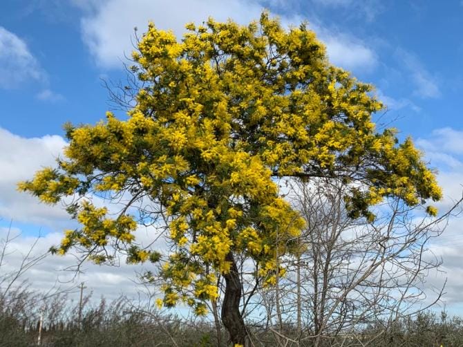 Coldiretti Puglia: mimose fiorite, con gelo notturno rischio danni a piante e verdure