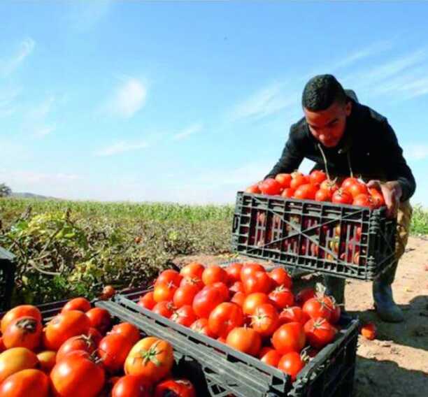 Di rosso nelle campagne ci sono solo i conti.  Cantatore: «Rischio collasso per il settore»