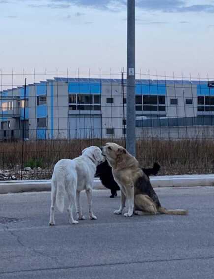 La tutela dell’ambiente e degli animali entra in Costituzione. Brambilla, «battaglia di una vita»