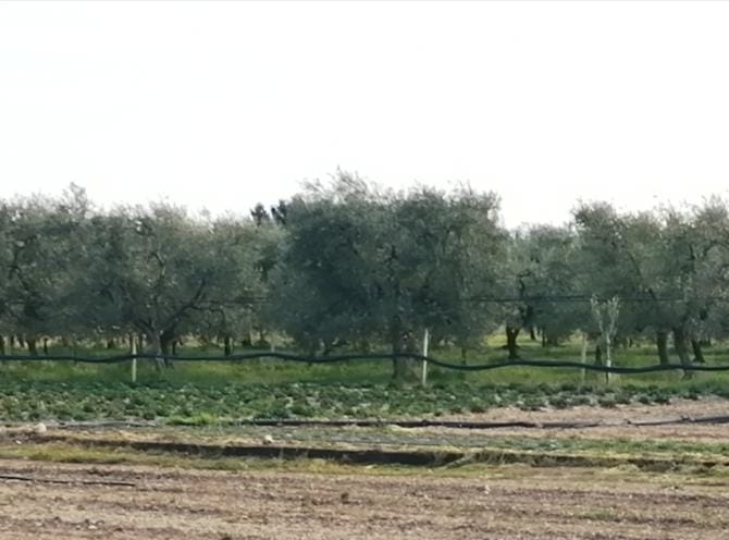 Andria, soddisfazione per la qualità del prodotto, ma il Comitato denuncia: «Olivicoltura in grave crisi»