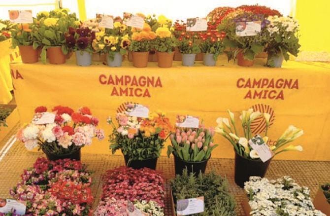 San Valentino, tutti vogliono fiori e piante ma costano il 30% in più. Il 45% dei pugliesi li preferisce ai cioccolatini
