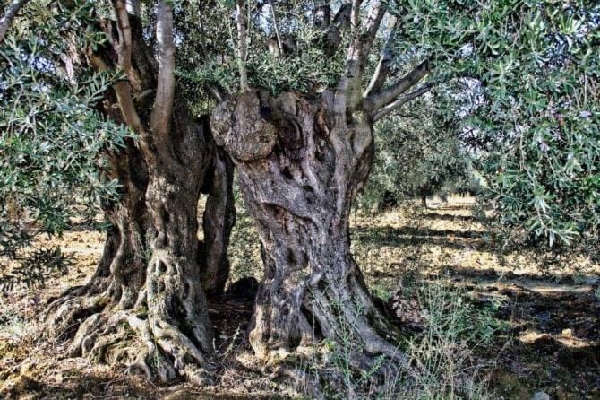 Una cimice contro la sputacchina: studio dell’UniBa individua l’insetto per combattere la Xylella