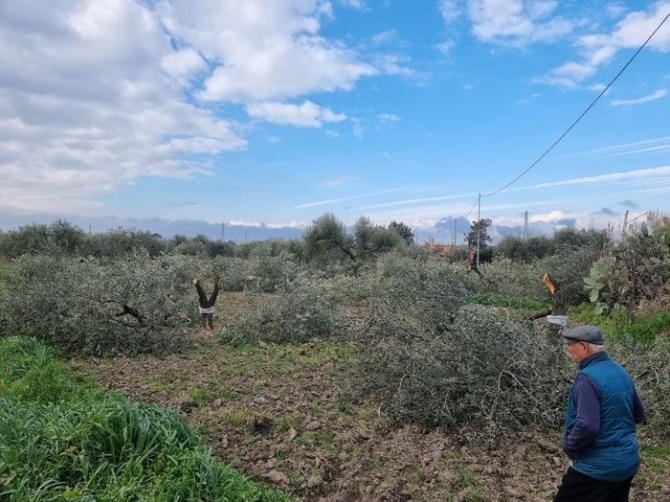 Danneggiati 17 alberi di ulivo a San Severo, l’assessore: «Atto vile, la giustizia farà il suo corso»