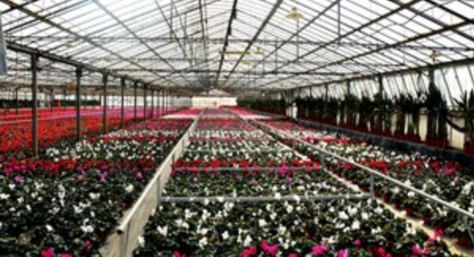 Il caro bollette mette in ginocchio l’agricoltura e la floricoltura terlizzese