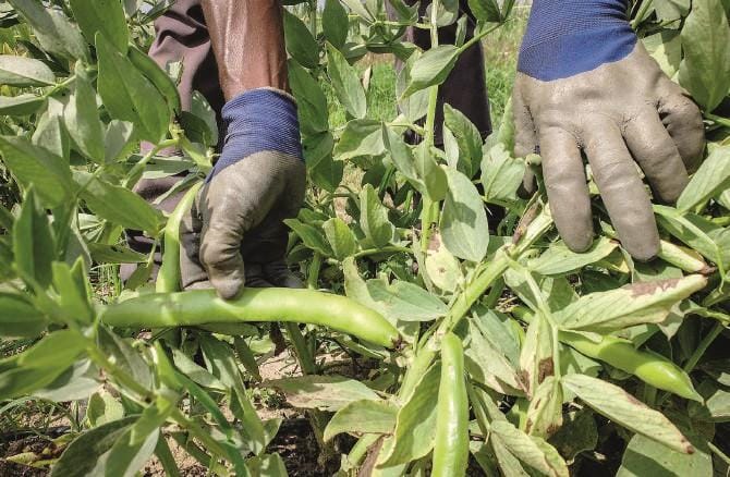 Agricoltura biologica, Italia al terzo posto come superficie coltivata