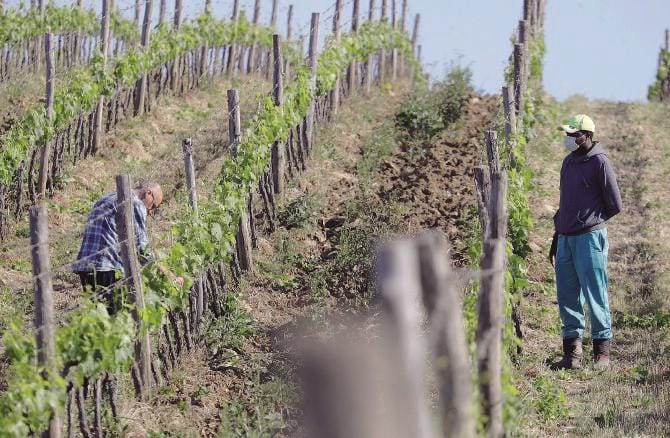 Agricoltori in protesta: costretti a ridurre la produzione di cibo