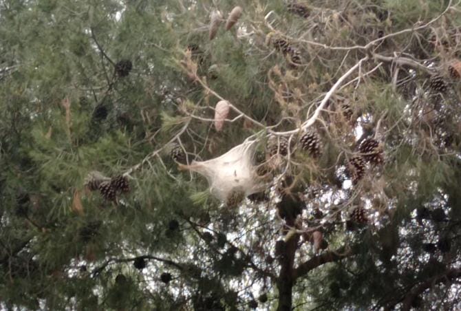 Ruvo, rimossi questa mattina i nidi della processionaria dagli alberi di pino della Pineta Comunale