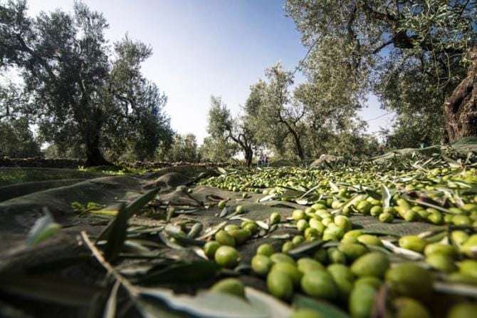 Terlizzi, la campagna olivicola è finita: un’annata di qualità ma all’orizzonte nubi minacciose