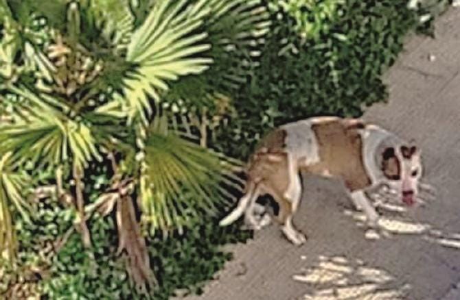 Ferite a cranio e orecchio per la bimba azzannata dal pitbull. I passanti le hanno salvato la vita