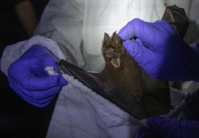 Pipistrelli, trovato virus simile al Covid
