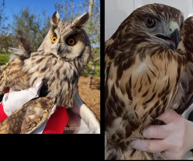 Recupero di fauna selvatica autoctona: un gufo e una poiana torneranno a volare