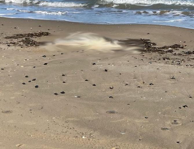 Trovato corpo di un uomo sulla spiaggia di Capojale a Cagnano Varano