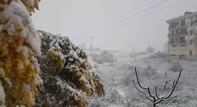 Inverno pazzo in Puglia, Coldiretti: «Danni stimati in oltre 150 milioni per effetto di neve e gelo»