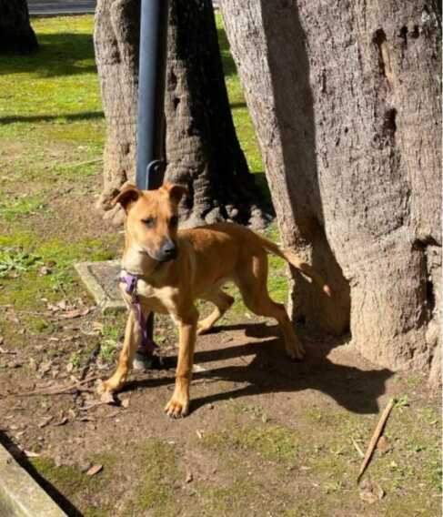 Lecce, paura in villa comunale per un cane sfuggito ai padroni
