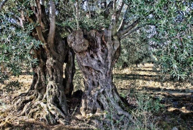 Xylella arrivata in Puglia su una pianta di caffè dal Costa Rica: lo studio pubblicato su “Nature”