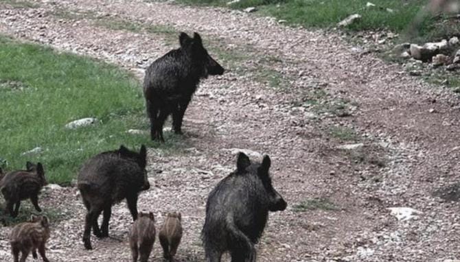 Matera, allarme cinghiale: presentata interrogazione per l’assessore all’Ambiente