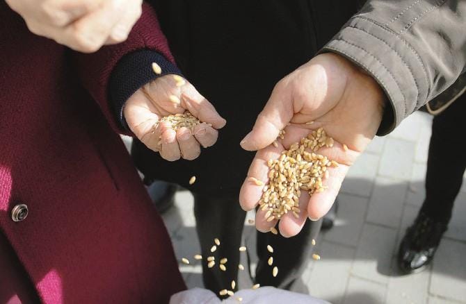 Il grano duro non viene dall’Ucraina
