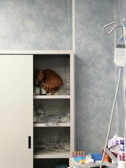 Gallipoli, gatti in giro per il Pronto soccorso. Il sindacato: «Non è la prima volta che accade»