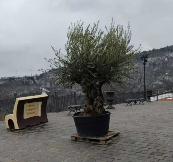 Ad Alberona un ulivo della pace per le donne ucraine