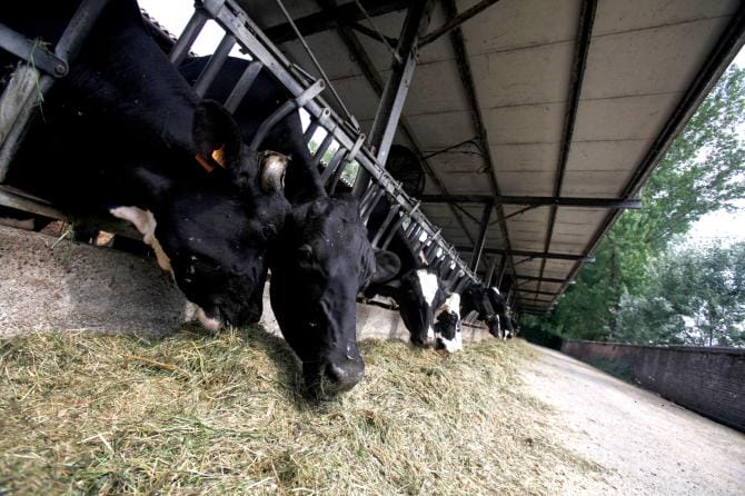 Costi di mais e mangimi alle stelle: «Saremo costretti a chiudere gli allevamenti e portare gli animali al macello»