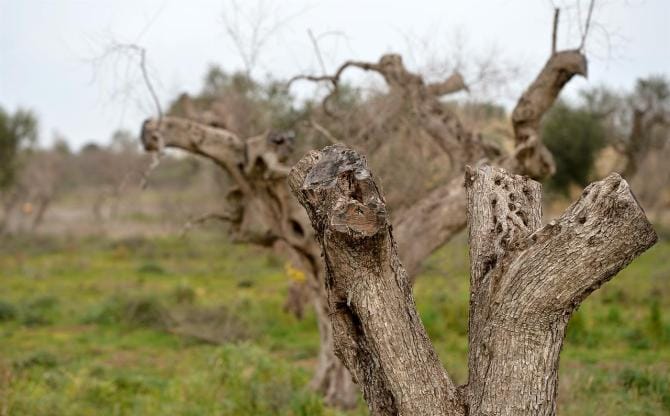 «Monitoraggi, indennizzi e strumenti di controllo innovativi»: la Puglia approva il Piano antixylella