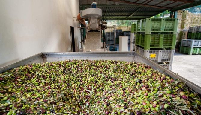Commercio in Puglia, Coldiretti: «L’olio in testa alla top ten, aumenta del 19%»
