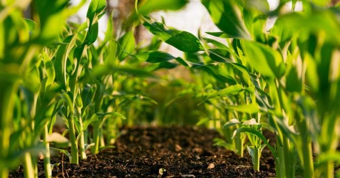 Opportunità per aspiranti imprenditori agricoli in Puglia: all’asta 1.712 ettari di terre