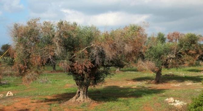 La Xylella avanza verso nord: individuati altri 3 ulivi infetti nel Barese