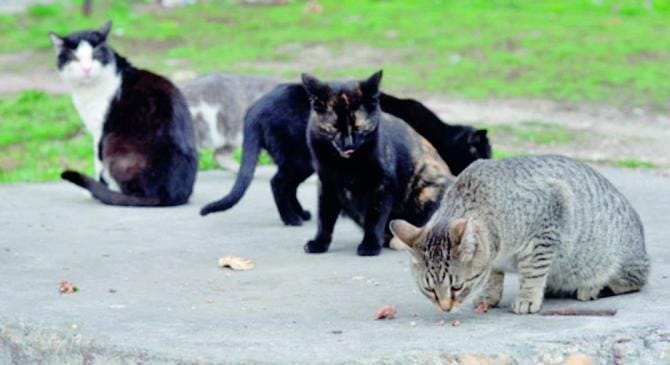 Monopoli piena di gatti randagi. Tanti i casi di avvelenamento