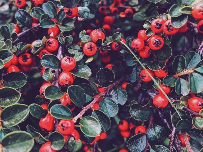 La Farmacia della Natura: mirtillo rosso e tisane, così la cistite sparisce
