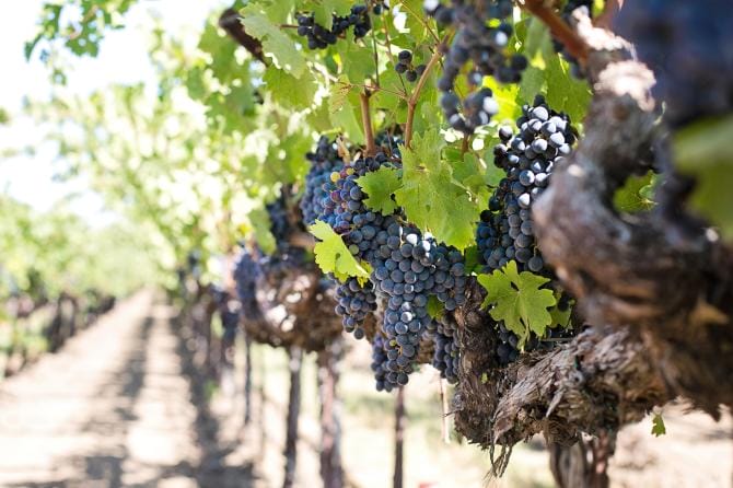 Raid nei vigneti a Taranto, in fumo oltre 1000 pali in acciaio che reggono barbatelle
