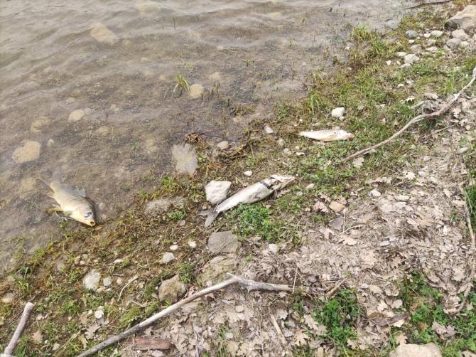 Al Lago di Occhito la misteriosa morte di carpe. La segnalazione dei pescatori