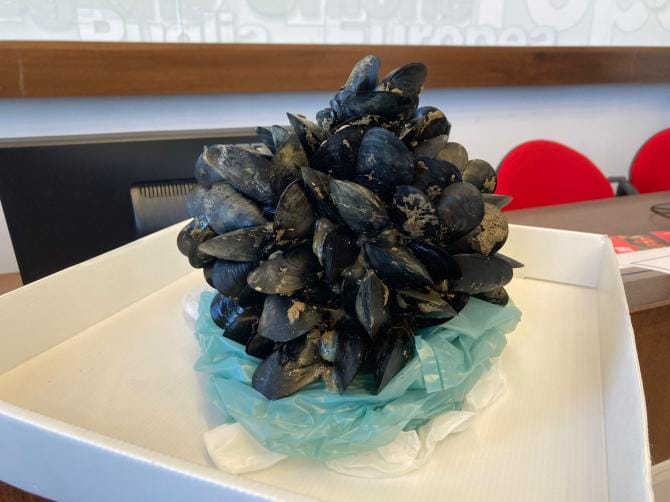 Nasce il “Presidio Slow food della cozza nera tarantina”: garanzia di qualità e sostenibilità
