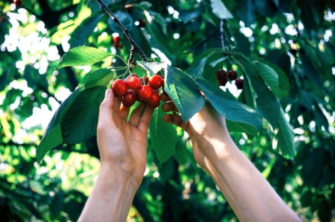 Puglia, l’appello dei sindacati per una struttura dignitosa per gli operai agricoli stranieri
