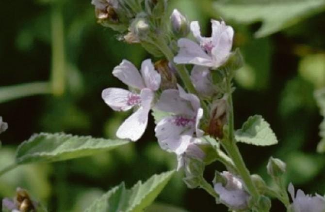La farmacia della natura: tisane di altea e malva e il reflusso sparisce
