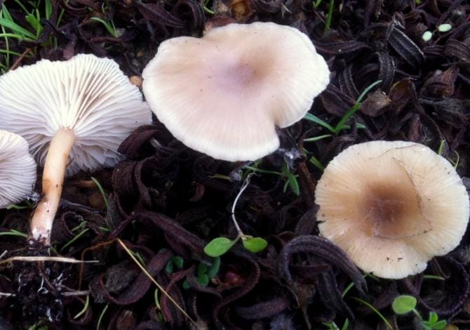 Funghi psichedelici contro la depressione resistente, in Italia parte la sperimentazione